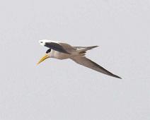 På vei til Nauta   Amazonas, Ucayali, Yellow-billed tern (Sterna superciliaris) : Amazonas, Ucayali, Yellow-billed tern (Sterna superciliaris)