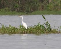 På vei til Nauta   Amazonas, Great Egret (Ardea alba), Ucayali : Amazonas, Great Egret (Ardea alba), Ucayali