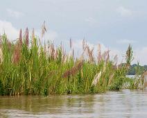 På vei til Nauta   Amazonas, Ucayali : Amazonas, Ucayali