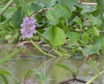 På vei til Nauta   Amazonas, Maranon river : Amazonas, Maranon river