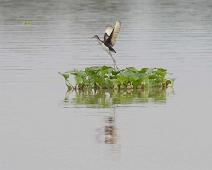 På vei til Nauta   Amazonas, Maranon river, unknown bird : Amazonas, Maranon river, unknown bird
