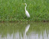 På vei til Nauta   Amazonas, Great Egret (Ardea alba), Maranon river : Amazonas, Great Egret (Ardea alba), Maranon river