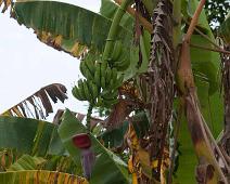 På vei til Nauta   Amazonas, Banan, Maranon river : Amazonas, Banan, Maranon river