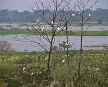 Hvit hegre   Great Egret (Ardea alba), Iquitos : Great Egret (Ardea alba), Iquitos