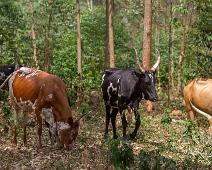 Ankolekyr   Ankole kyr, Bwindi, Uganda : Ankole kyr, Bwindi, Uganda