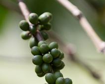 Bwindi, Coffea arabica, Kaffeplante, Uganda : Bwindi, Coffea arabica, Kaffeplante, Uganda