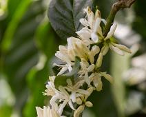 Kaffeblomst   Bwindi, Coffea arabica, Kaffeplante, Uganda : Bwindi, Coffea arabica, Kaffeplante, Uganda