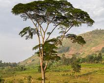 Bwindi, Uganda : Bwindi, Uganda