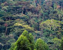 Bwindi, Uganda : Bwindi, Uganda