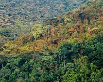 Bwindi, Uganda : Bwindi, Uganda