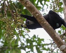 Kibale NP, Svarthvit Colubusape : Kibale NP, Svarthvit Colubusape