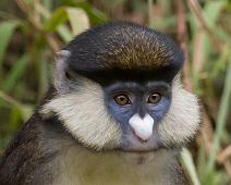 Kibale NP, Red-tailed monkey : Kibale NP, Red-tailed monkey