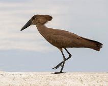 Hamerkop, Queen Elizabeth NP, Scopus umbretta : Hamerkop, Queen Elizabeth NP, Scopus umbretta