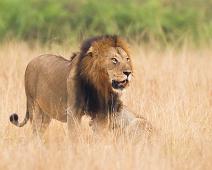 Afrikansk Løve, Lion (Panthera leo), Løve, Queen Elizabeth NP : Afrikansk Løve, Lion (Panthera leo), Løve, Queen Elizabeth NP