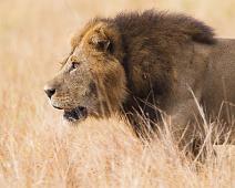 Afrikansk Løve, Lion (Panthera leo), Løve, Queen Elizabeth NP : Afrikansk Løve, Lion (Panthera leo), Løve, Queen Elizabeth NP
