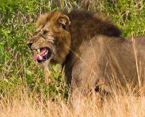 Afrikansk Løve, Lion (Panthera leo), Løve, Queen Elizabeth NP : Afrikansk Løve, Lion (Panthera leo), Løve, Queen Elizabeth NP