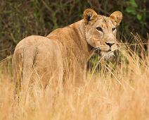 Afrikansk Løve, Lion (Panthera leo), Løve, Queen Elizabeth NP : Afrikansk Løve, Lion (Panthera leo), Løve, Queen Elizabeth NP