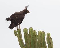 Long-crested Eagle, Lophaetus occipitalis, Queen Elizabeth NP : Long-crested Eagle, Lophaetus occipitalis, Queen Elizabeth NP