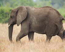 African bushelephant (Loxodonta africana knochenhaueri), Afrikansk savanneelefant, Pattedyr, Queen Elizabeth NP : African bushelephant (Loxodonta africana knochenhaueri), Afrikansk savanneelefant, Pattedyr, Queen Elizabeth NP