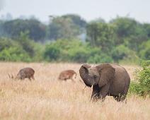 African bushelephant (Loxodonta africana knochenhaueri), Afrikansk savanneelefant, Pattedyr, Queen Elizabeth NP : African bushelephant (Loxodonta africana knochenhaueri), Afrikansk savanneelefant, Pattedyr, Queen Elizabeth NP