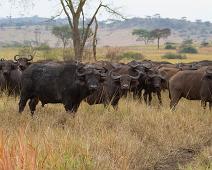 Afrikansk bøffel flokk   African buffalo (Syncerus caffer), Afrikansk bøffel, Queen Elizabeth NP : African buffalo (Syncerus caffer), Afrikansk bøffel, Queen Elizabeth NP