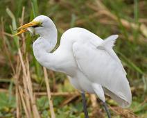 Egretthegre med fisk   Ardea alba, Great Egret, Queen Elizabeth NP : Ardea alba, Great Egret, Queen Elizabeth NP