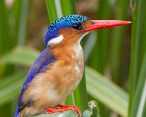 Alcedo cristata, Malachite Kingfisher, Queen Elizabeth NP : Alcedo cristata, Malachite Kingfisher, Queen Elizabeth NP
