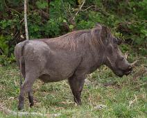 Vortesvin   Pattedyr, Queen Elizabeth NP, Vortesvin, Warthog (Phacochoerus africanus) : Pattedyr, Queen Elizabeth NP, Vortesvin, Warthog (Phacochoerus africanus)