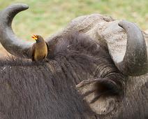 African buffalo (Syncerus caffer), Afrikansk bøffel, Buphagus africanus, Queen Elizabeth NP, Yellow-billed Oxpecker : African buffalo (Syncerus caffer), Afrikansk bøffel, Buphagus africanus, Queen Elizabeth NP, Yellow-billed Oxpecker