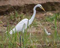 Ardea alba, Great Egret, Queen Elizabeth NP : Ardea alba, Great Egret, Queen Elizabeth NP