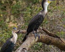 Great cormorant (Phalacrocorax carbo), Queen Elizabeth NP, Storskarv : Great cormorant (Phalacrocorax carbo), Queen Elizabeth NP, Storskarv