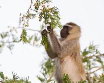 Queen Elizabeth NP, Vervet monkey : Queen Elizabeth NP, Vervet monkey