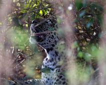 Leopard   Kattedyr, Leopard, Leopard (Panthera pardus), Pattedyr, Queen Elizabeth NP : Kattedyr, Leopard, Leopard (Panthera pardus), Pattedyr, Queen Elizabeth NP