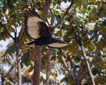 Augurvåk i flukt   Augur Buzzard, Augurvåk, Buteo augur, Mitandi, Uganda : Augur Buzzard, Augurvåk, Buteo augur, Mitandi, Uganda