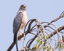 Shikrahauk   Accipiter badius, Mitandi, Shikra, Shikrahauk, Uganda : Accipiter badius, Mitandi, Shikra, Shikrahauk, Uganda
