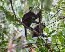 Kibale NP, Red-tailed monkey : Kibale NP, Red-tailed monkey
