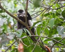 Kibale NP, Red-tailed monkey : Kibale NP, Red-tailed monkey