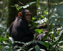 Kibale NP, Sjimpanse : Kibale NP, Sjimpanse