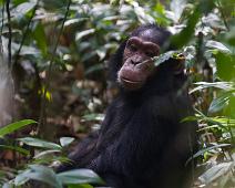 Kibale NP, Sjimpanse : Kibale NP, Sjimpanse