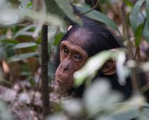 Kibale NP, Sjimpanse : Kibale NP, Sjimpanse