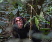 Kibale NP, Sjimpanse : Kibale NP, Sjimpanse