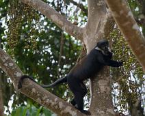 Kibale NP, Svarthvit Colubusape : Kibale NP, Svarthvit Colubusape