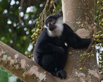 Kibale NP, Svarthvit Colubusape : Kibale NP, Svarthvit Colubusape