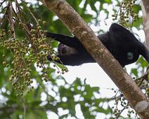Kibale NP, Svarthvit Colubusape : Kibale NP, Svarthvit Colubusape