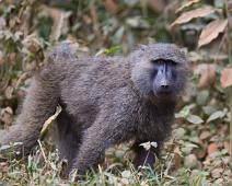 Bavian, Kibale NP, Olive Baboon (Papio anubis), Pattedyr : Bavian, Kibale NP, Olive Baboon (Papio anubis), Pattedyr