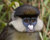 Kibale NP, Red-tailed monkey : Kibale NP, Red-tailed monkey