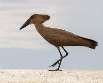 Hamerkop, Queen Elizabeth NP, Scopus umbretta, Skyggefugl : Hamerkop, Queen Elizabeth NP, Scopus umbretta, Skyggefugl