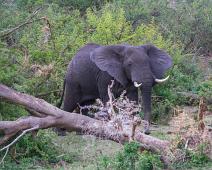African bushelephant (Loxodonta africana knochenhaueri), Afrikansk savanneelefant, Pattedyr, Queen Elizabeth NP : African bushelephant (Loxodonta africana knochenhaueri), Afrikansk savanneelefant, Pattedyr, Queen Elizabeth NP