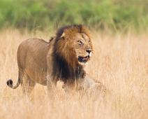 Afrikansk Løve, Lion (Panthera leo), Løve, Queen Elizabeth NP : Afrikansk Løve, Lion (Panthera leo), Løve, Queen Elizabeth NP