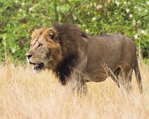 Afrikansk Løve, Lion (Panthera leo), Løve, Queen Elizabeth NP : Afrikansk Løve, Lion (Panthera leo), Løve, Queen Elizabeth NP